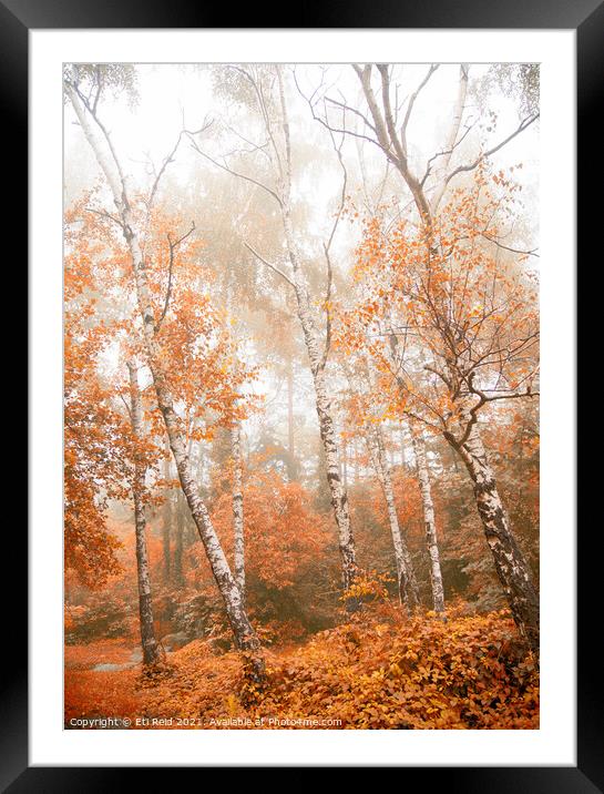 Foggy autumn aspens Framed Mounted Print by Eti Reid
