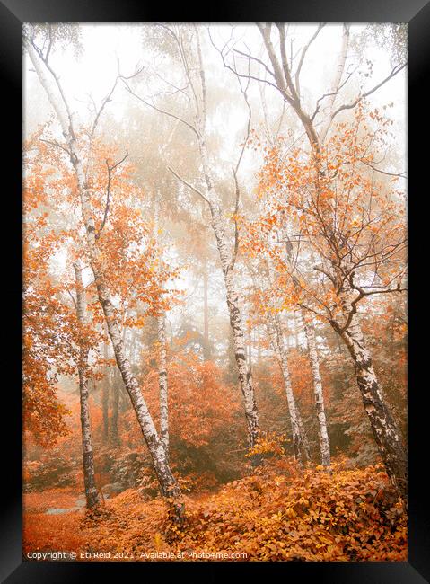 Foggy autumn aspens Framed Print by Eti Reid