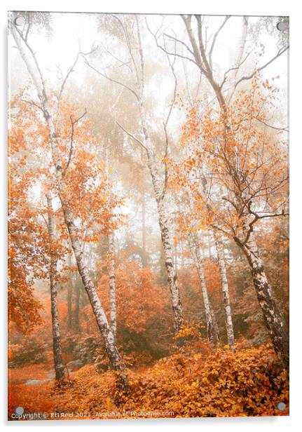 Foggy autumn aspens Acrylic by Eti Reid