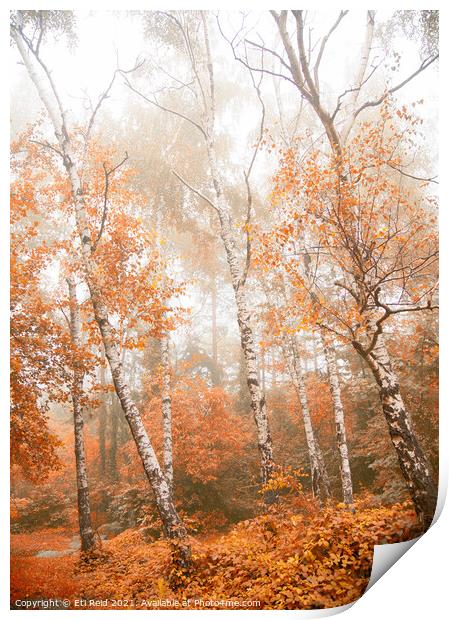 Foggy autumn aspens Print by Eti Reid
