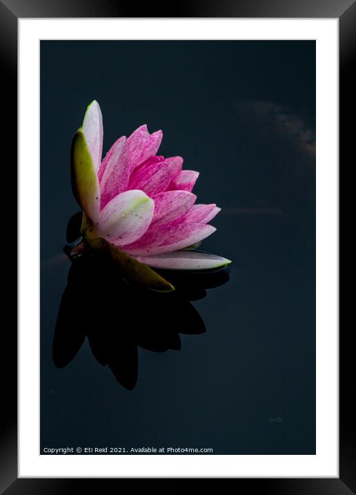 Pink waterlily reflection over a lake  Framed Mounted Print by Eti Reid