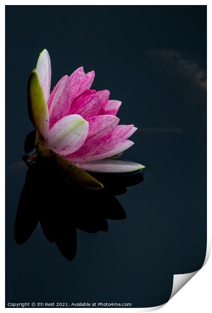 Pink waterlily reflection over a lake  Print by Eti Reid