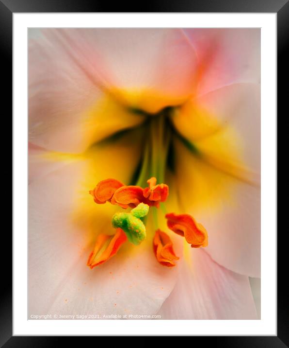 Radiant Bloom Framed Mounted Print by Jeremy Sage