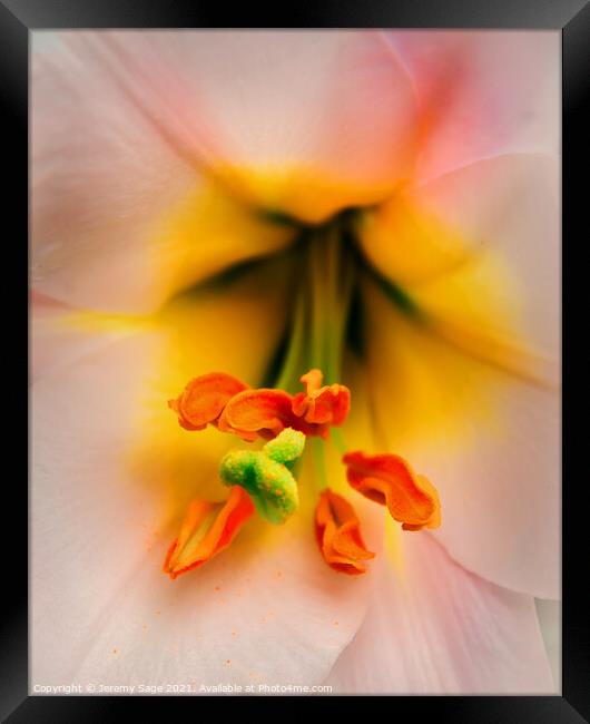 Radiant Bloom Framed Print by Jeremy Sage