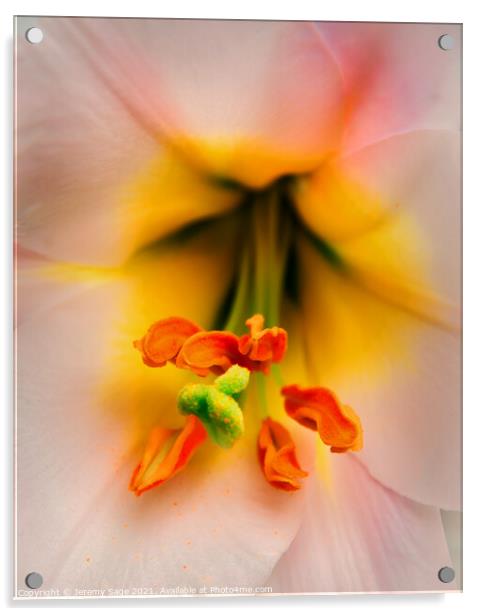 Radiant Bloom Acrylic by Jeremy Sage