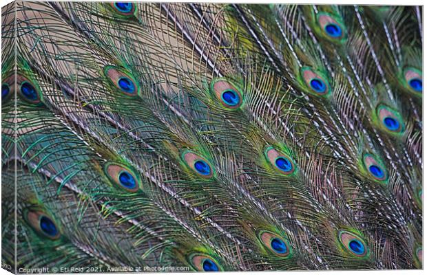 Peacock feathers display Canvas Print by Eti Reid
