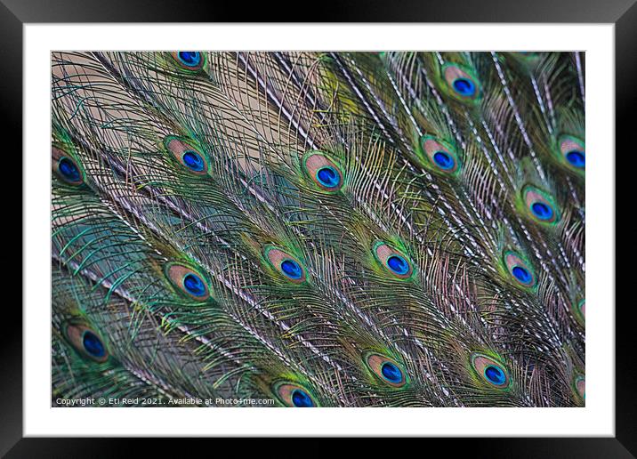 Peacock feathers display Framed Mounted Print by Eti Reid