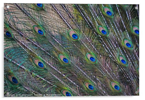 Peacock feathers display Acrylic by Eti Reid