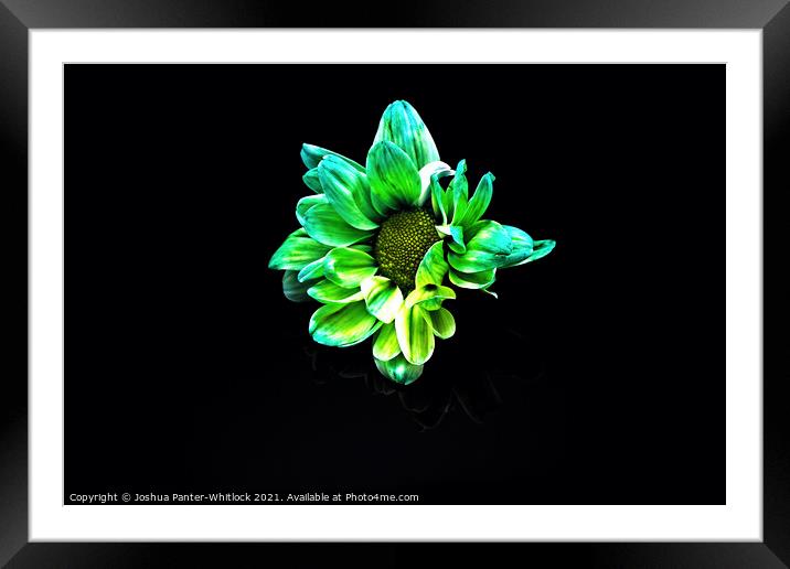 Green Daisy Framed Mounted Print by Joshua Panter-Whitlock
