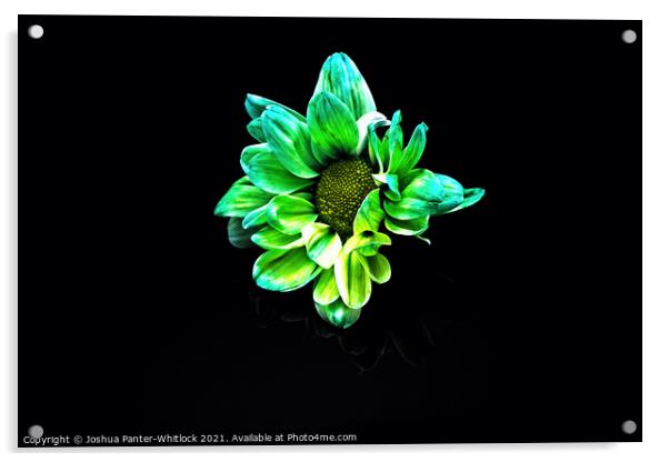 Green Daisy Acrylic by Joshua Panter-Whitlock