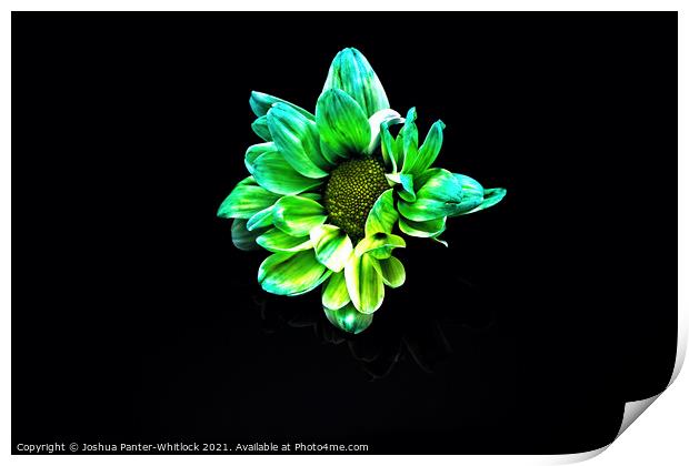 Green Daisy Print by Joshua Panter-Whitlock