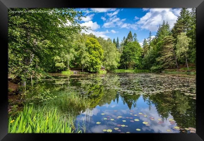 Water lilies on Loch Dunmore in Faskally Forest Framed Print by Angus McComiskey