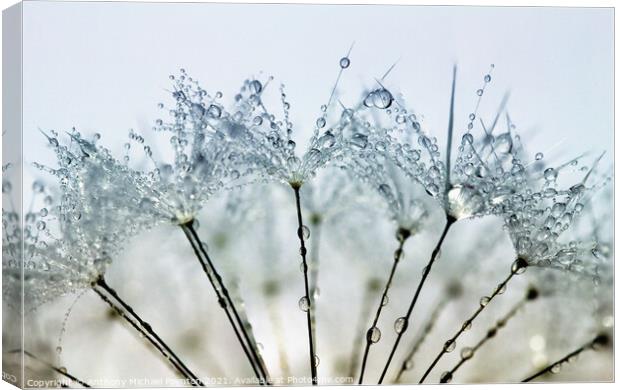 Pretty Water Droplets Canvas Print by Anthony Michael 