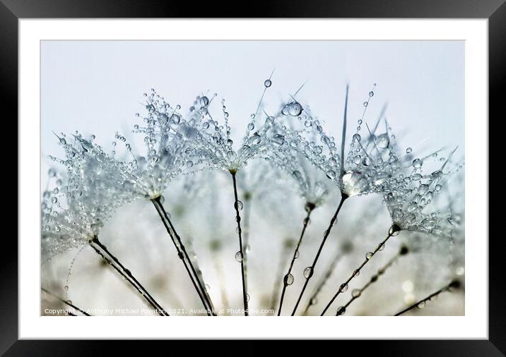 Pretty Water Droplets Framed Mounted Print by Anthony Michael 