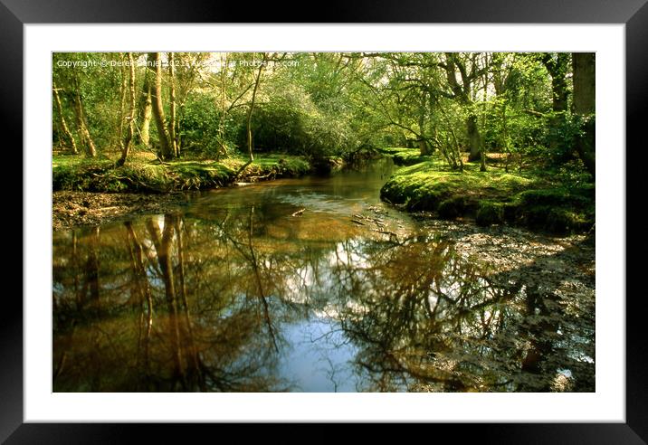 Serenity in the New Forest Framed Mounted Print by Derek Daniel