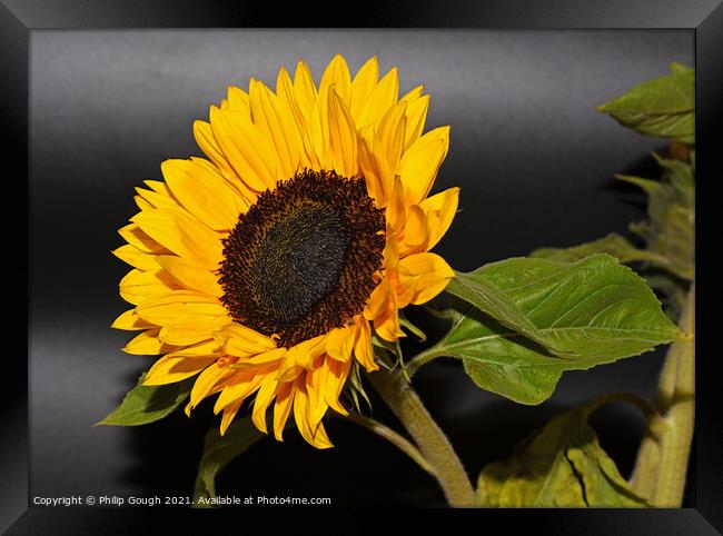 Sunflower Bloom Framed Print by Philip Gough
