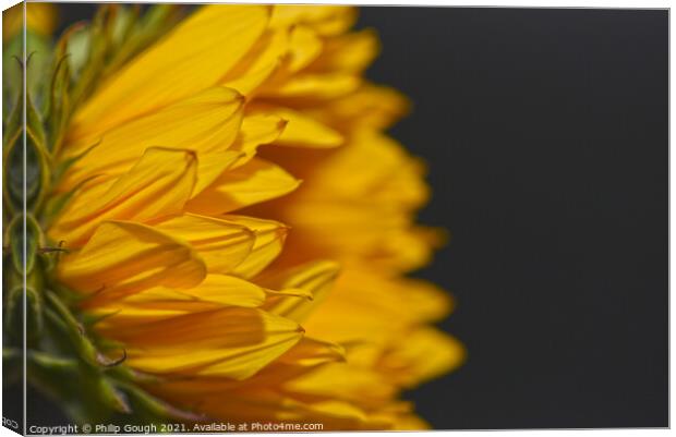 A close up of a Sunflower from the side Canvas Print by Philip Gough