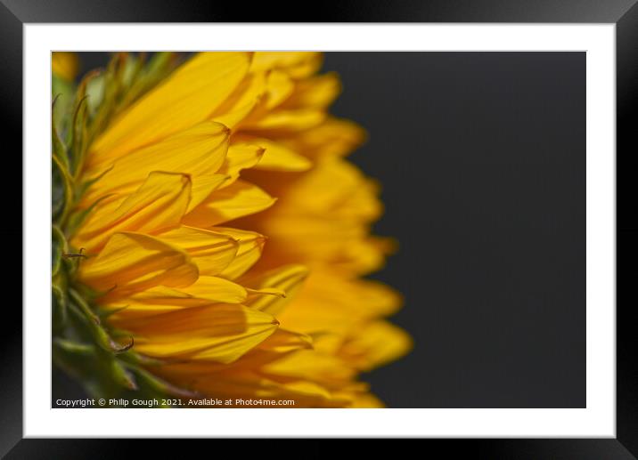 A close up of a Sunflower from the side Framed Mounted Print by Philip Gough