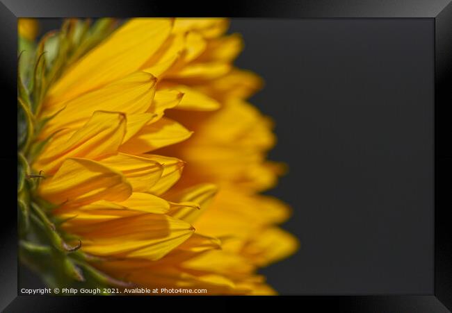 A close up of a Sunflower from the side Framed Print by Philip Gough