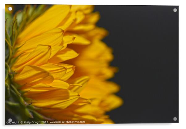 A close up of a Sunflower from the side Acrylic by Philip Gough