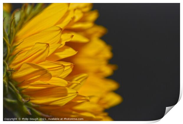 A close up of a Sunflower from the side Print by Philip Gough
