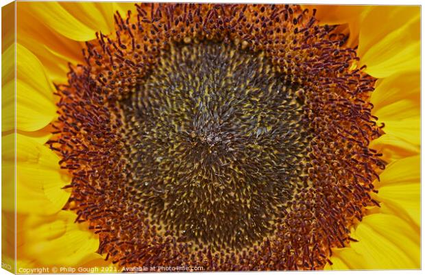 Centre of Sunflower Canvas Print by Philip Gough