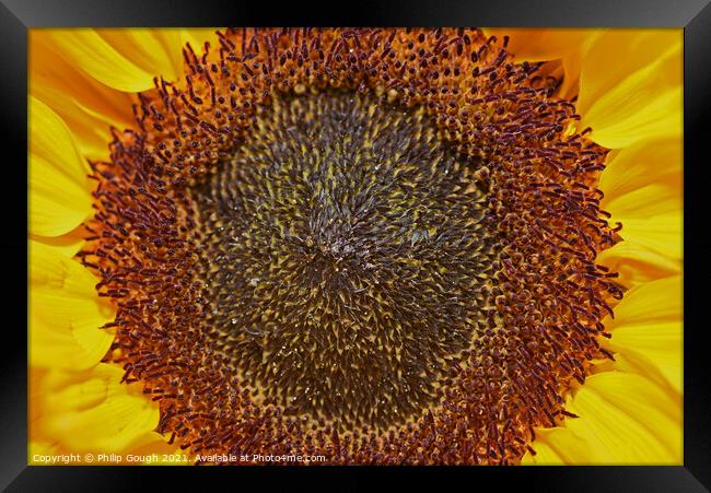 Centre of Sunflower Framed Print by Philip Gough