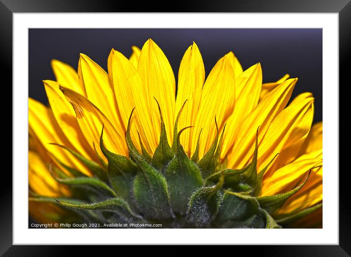 Sunflower Petals View Framed Mounted Print by Philip Gough