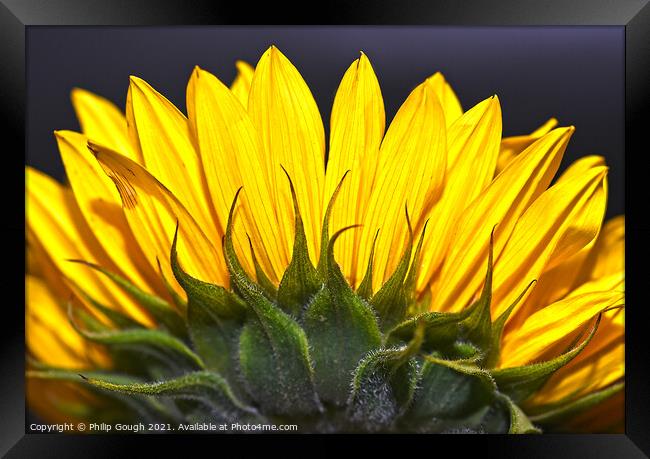 Sunflower Petals View Framed Print by Philip Gough