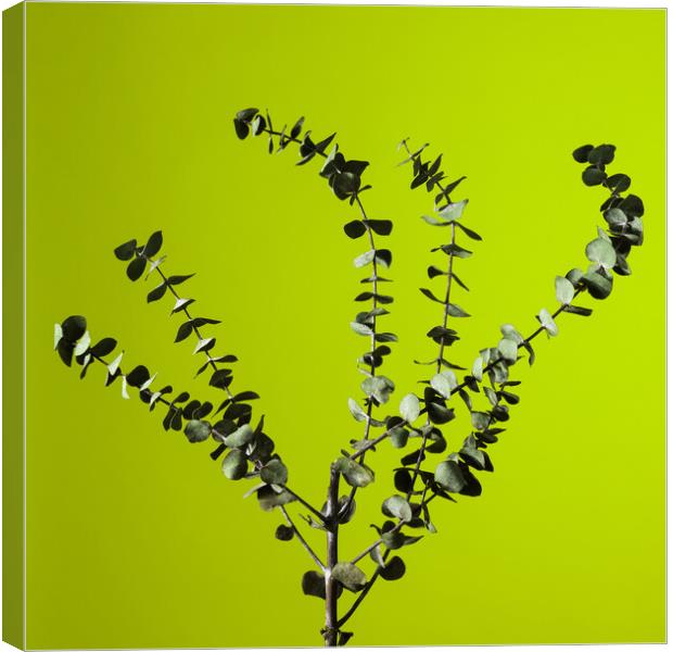 Eucalyptus studio shot. Canvas Print by Andrea Obzerova