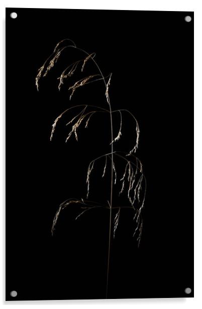 Dry grass panickles studio shot. Acrylic by Andrea Obzerova