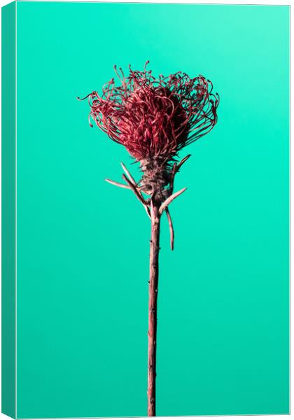 Dry red Protea flower. Canvas Print by Andrea Obzerova