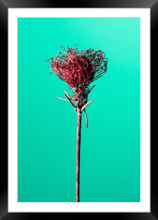 Dry red Protea flower. Framed Mounted Print by Andrea Obzerova