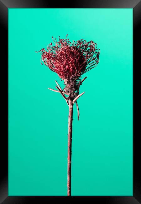 Dry red Protea flower. Framed Print by Andrea Obzerova