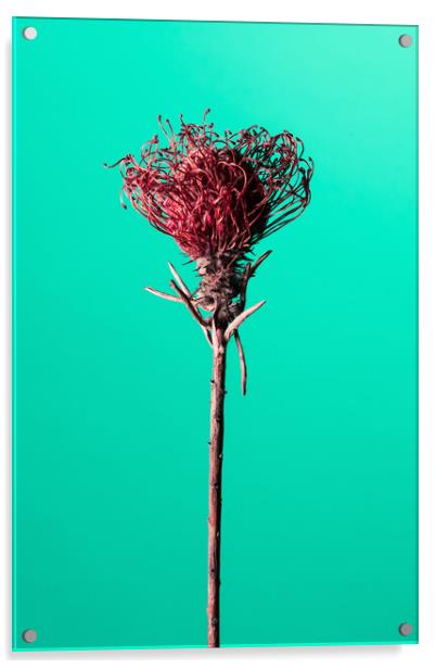 Dry red Protea flower. Acrylic by Andrea Obzerova