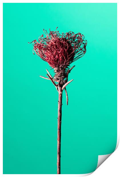 Dry red Protea flower. Print by Andrea Obzerova