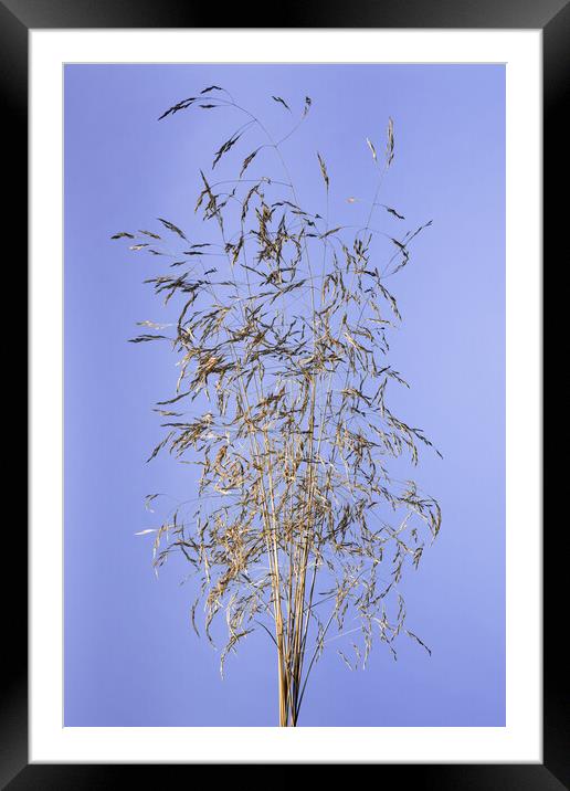 Dry grass panickles studio shot. Framed Mounted Print by Andrea Obzerova