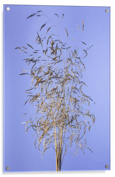 Dry grass panickles studio shot. Acrylic by Andrea Obzerova