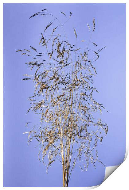 Dry grass panickles studio shot. Print by Andrea Obzerova