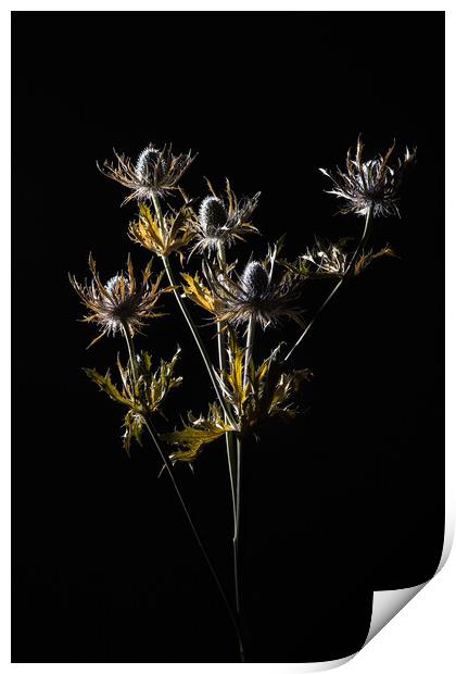 Dried Blue Thistle flower Print by Andrea Obzerova