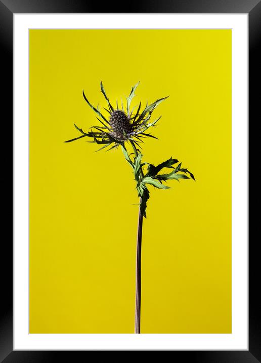 Dried Blue Thistle flower Framed Mounted Print by Andrea Obzerova