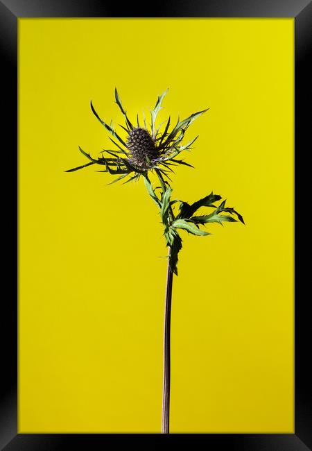 Dried Blue Thistle flower Framed Print by Andrea Obzerova