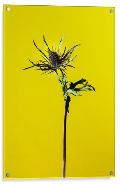 Dried Blue Thistle flower Acrylic by Andrea Obzerova