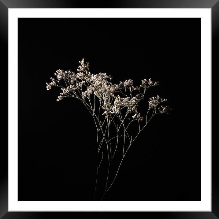 Dried delicate white flowers on black. Framed Mounted Print by Andrea Obzerova