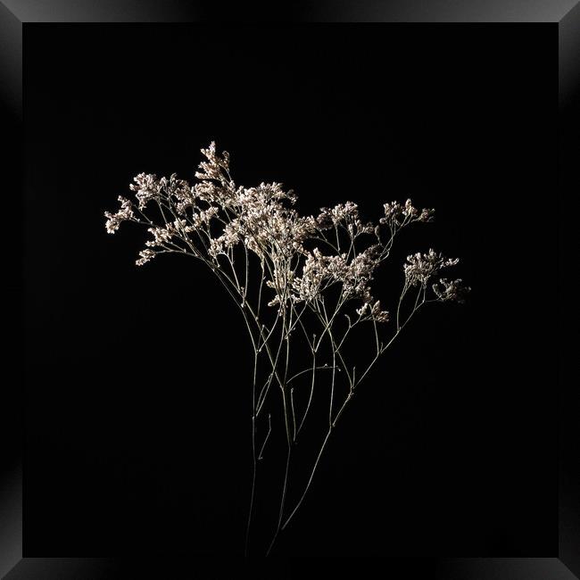 Dried delicate white flowers on black. Framed Print by Andrea Obzerova