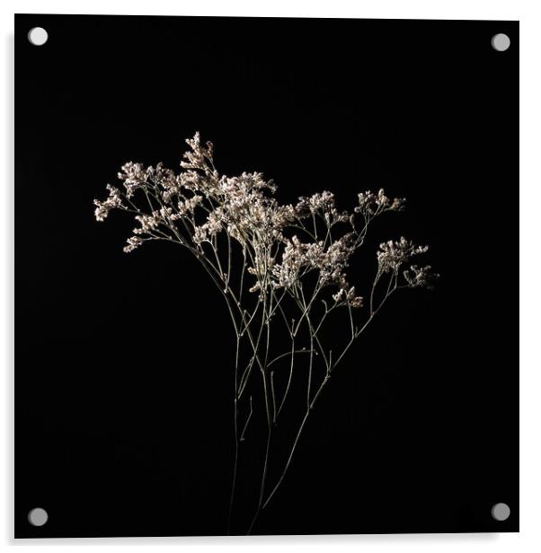 Dried delicate white flowers on black. Acrylic by Andrea Obzerova