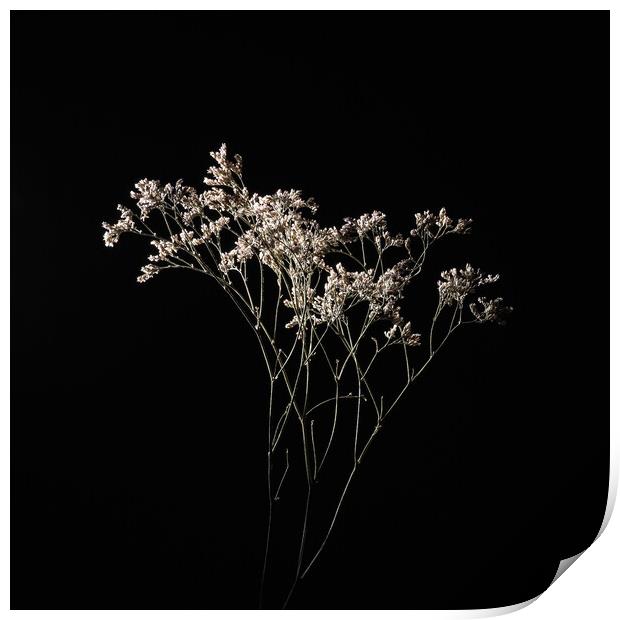 Dried delicate white flowers on black. Print by Andrea Obzerova