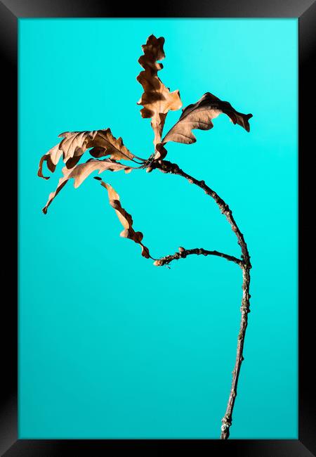 Oak tree branch studio shot. Framed Print by Andrea Obzerova