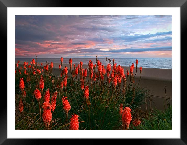 Red Hot Pokers Framed Mounted Print by Jason Connolly