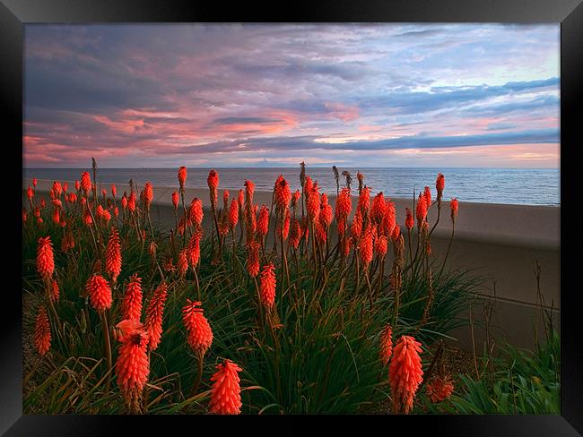 Red Hot Pokers Framed Print by Jason Connolly